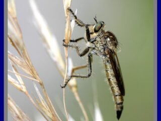 1.-ACCROCHAGE-Mouche-a-toison-Asilus-crabroniformis-72dpi