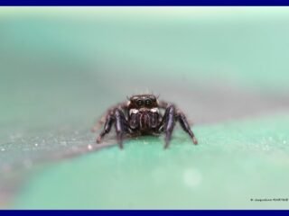 10.-DROIT-DANS-LES-YEUX-Araignee-sauteuse-Carrhotus-xanthogramma