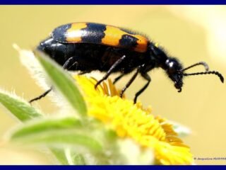 13.-EN-JAUNE-et-NOIR-Mylabre-inconstant-Mylabris-variabilis