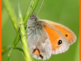17.-JAUNE-OCRE-Fadet-commun-coenonympha-pamphilus
