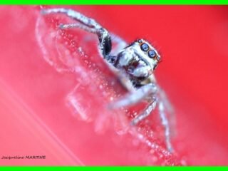 4.-ARGENTEE-Araignee-sauteuse-Carrhotus-xanthogramma-72-dpi