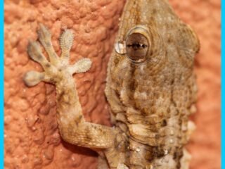 8.-COULEUR-SABLE-Gecko-casque-Tarentola-chazaliae